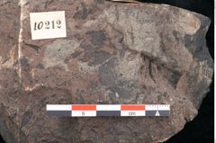 Foto (Detailansicht) von Haastia speciosa Ettingshausen (NHMW-GEO-2024-0188-10212)